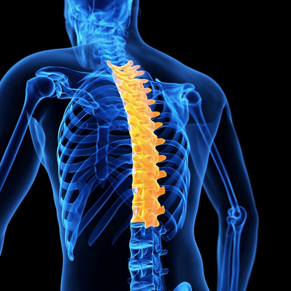 thoracic anatomy